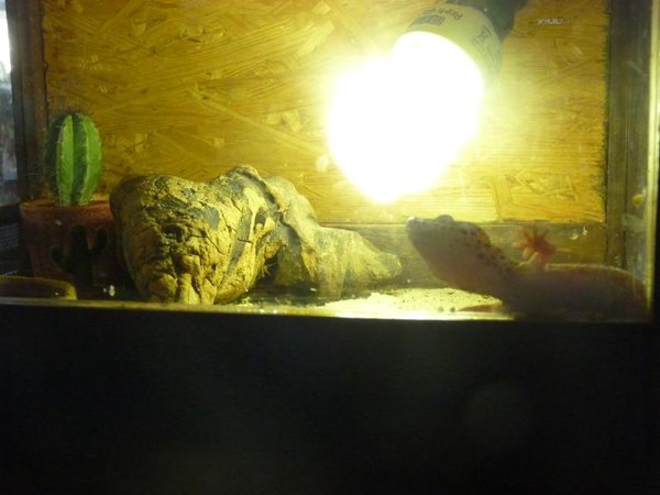 lightbox